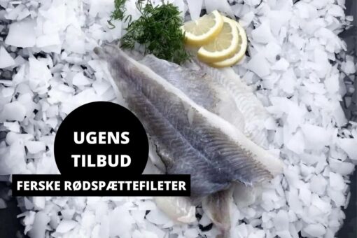 UGENS TILBUD FERSKE RØDSPÆTTEFILETER